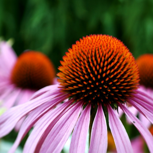 Echinacea flower, purple cone flower, how to grow echinacea, when to sow echinacea seeds, how to sow echinacea seed, collecting echinacea seed, cottage garden flower, herb garden, herbs, 