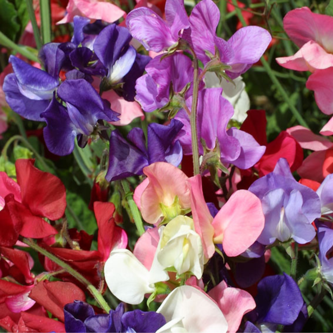 SWEETPEA SEEDS - "INCENSE MIX" - 20 SEEDS