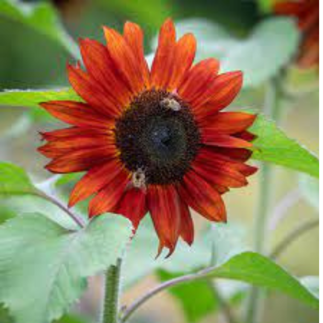 sunflower claret F1, red sunflowers uk, when to sow sunflower claret seeds, how to sow claret seeds, when to sow sunflower claret  F1 seeds,  edible sunflower seeds, harvesting sunflower seeds, garden  flower seeds, 