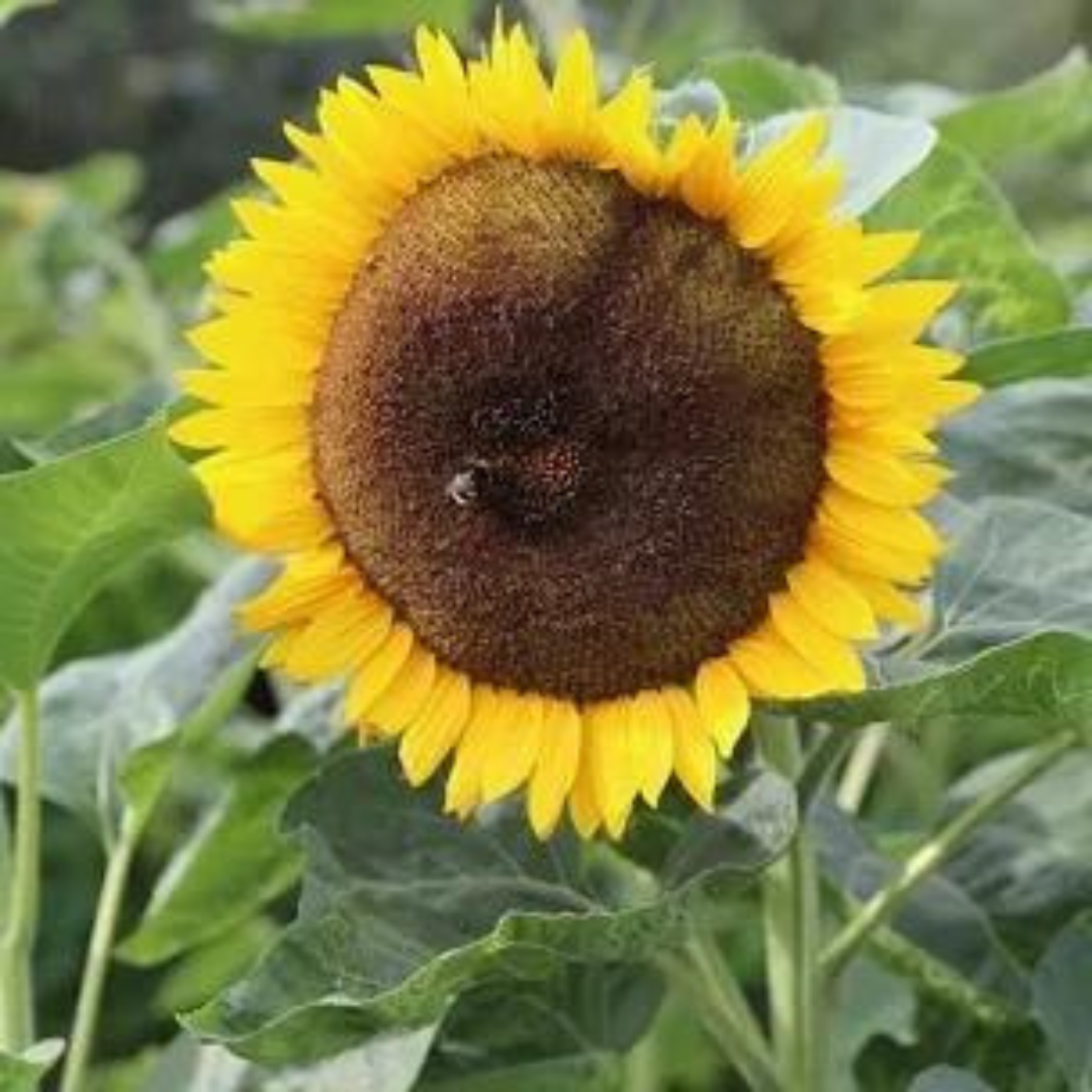 sunflower seed, tall sunflowers, how to grow tall sunflowers from seed, when to sow sunflower seeds Uk, planting time, great for pollinators, yellow flowers