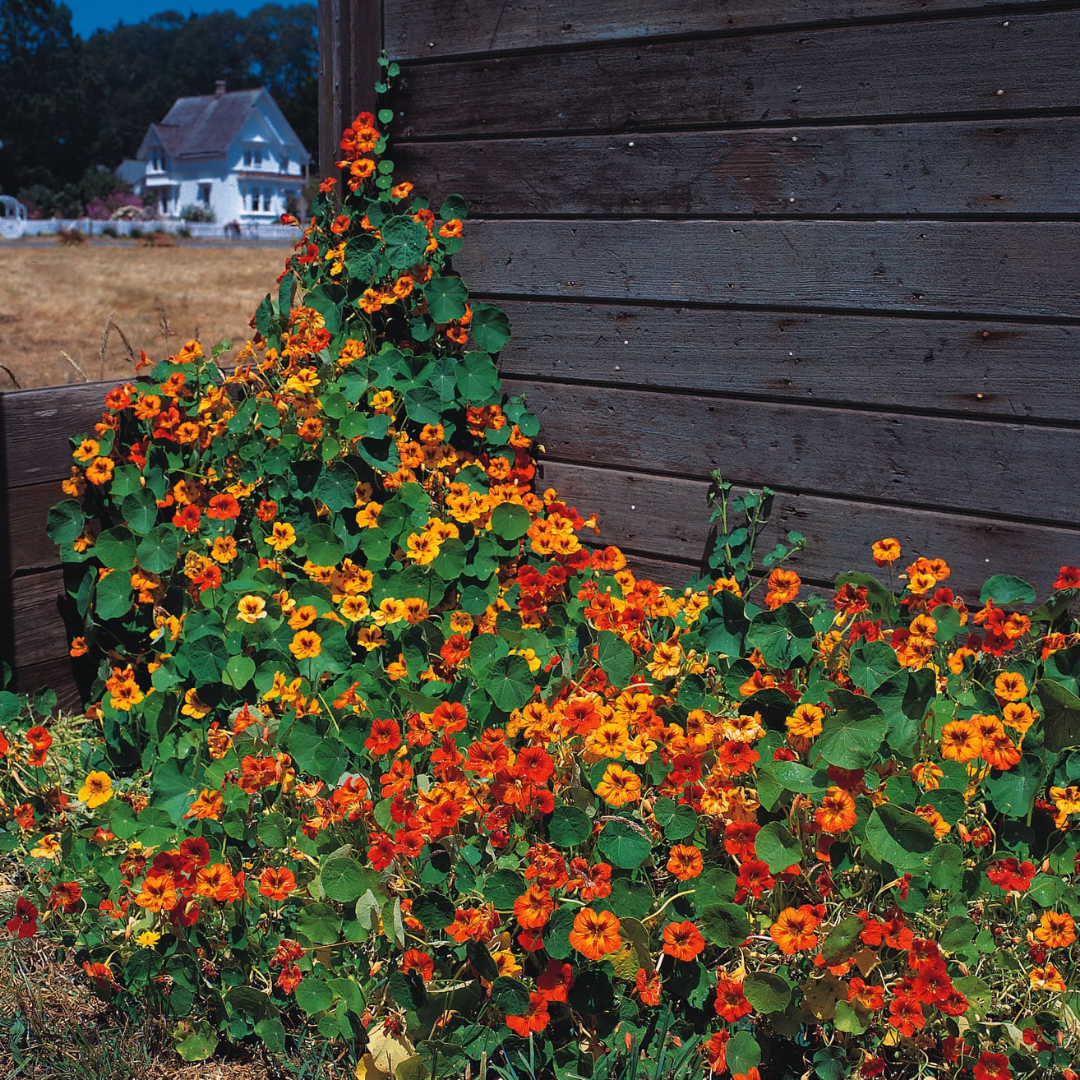 NASTURTIUM SEED – "TALL CLIMBING MIX" - 40 SEEDS