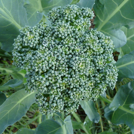 broccoli seed, how to grow from seed, how to sow broccoli, when to sow broccoli seeds in the UK, 