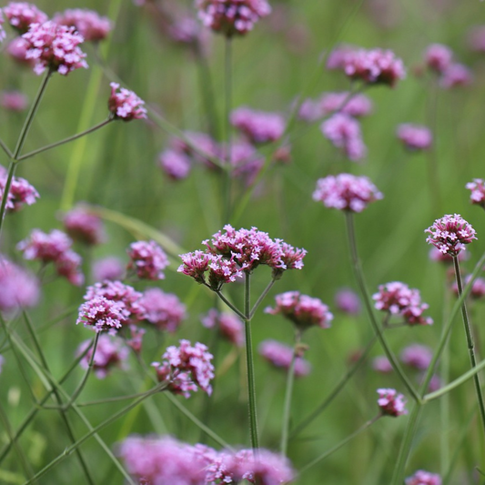 VERBENA -SEEDS - "BONARIENSIS" - 250 SEEDS