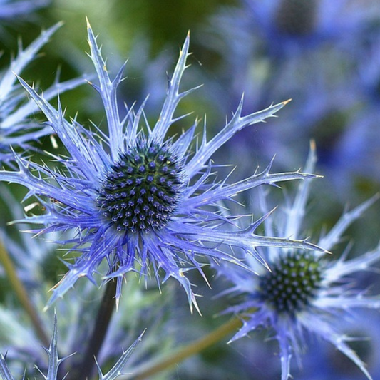 Eryngium planum seeds, sea holly seeds, how to grow eryngium from seed, how to sow eryngium seed, when to harvest eryngium flowers, cottage garden flowers, blue flowers,