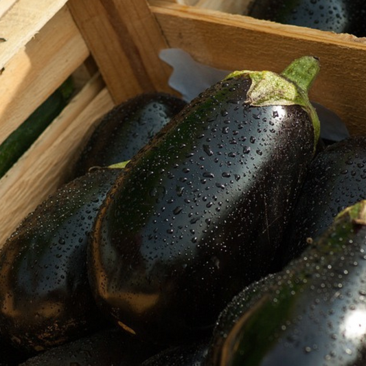 AUBERGINE/EGGPLANT BLACK BEAUTY SEEDS