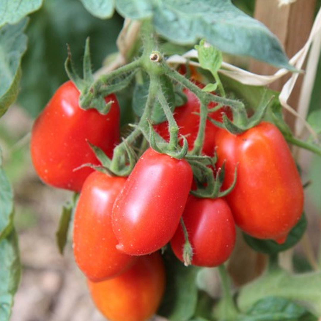 TOMATO SEED - " ROMA VF" - 75 SEEDS