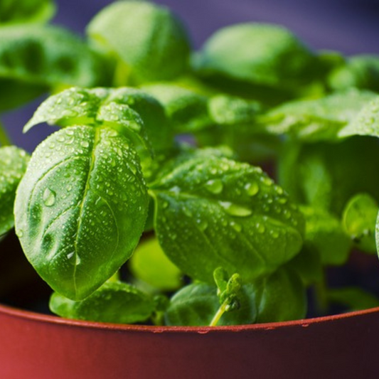 BASIL HERB SEEDS