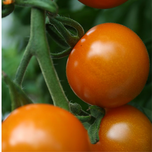 TOMATO SUN GOLD F1 SEEDS X10