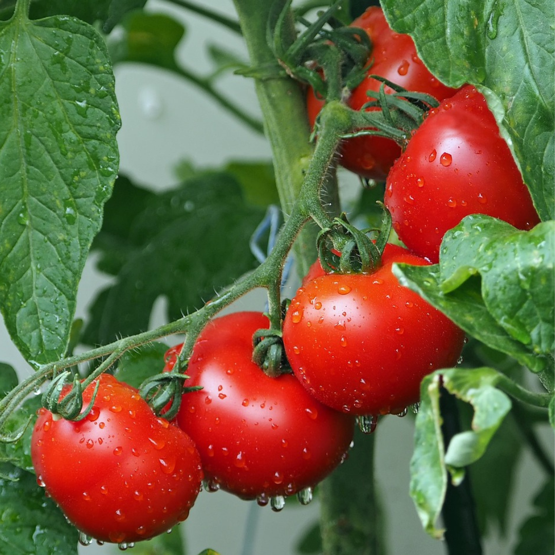 TOMATO SEED - "ALICANTE" - 50 SEEDS