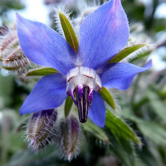 Borage seeds, blue flower bees friendly, great for pollinators, edible plants