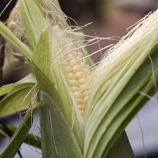 SWEETCORN EARLIBIRD- micro greens