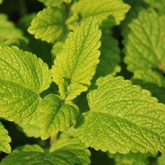 LEMON BALM SEED - 500 SEEDS