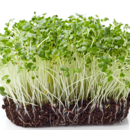 CAULIFLOWER MICROGREEN SEEDS X 200 SEEDS