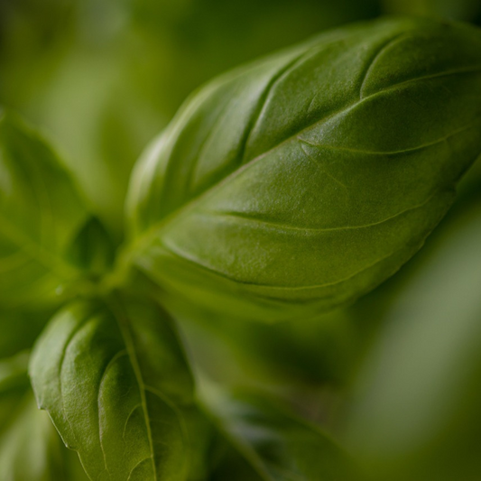 BASIL SEED - "ITALIAN CLASSIC" -  MICRO-GREEN SEEDS