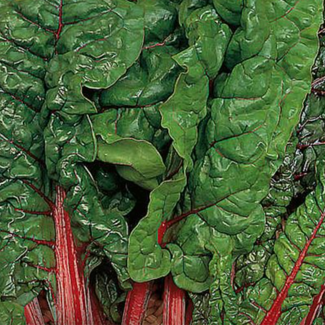 CHARD SEED - "RED RHUBARB" - 60 SEEDS