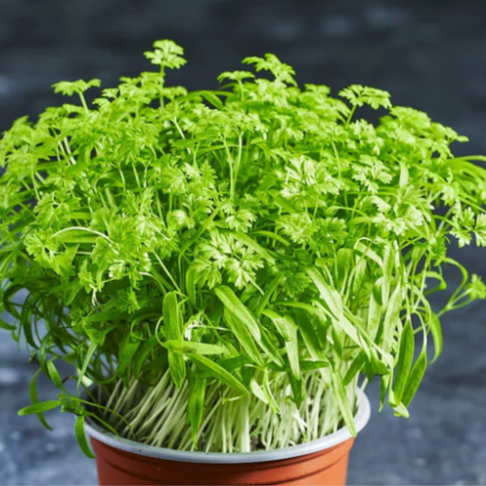 CHERVIL MICRO-GREEN SEEDS X 750 SEEDS