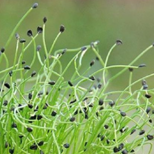 CHIVE MICRO-GREEN SEEDS X 300 SEEDS