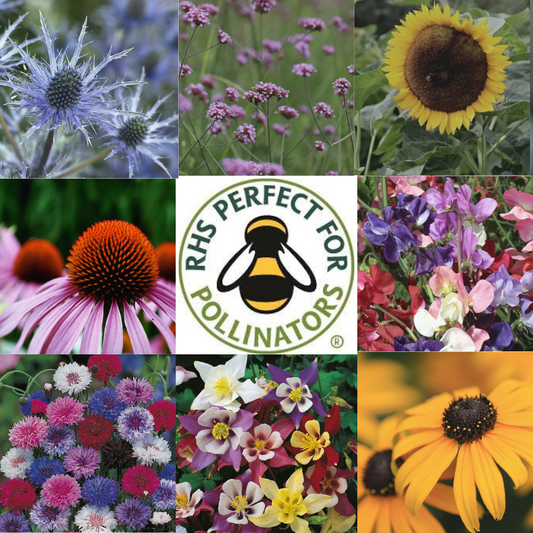 Flowers for pollinators seed box set