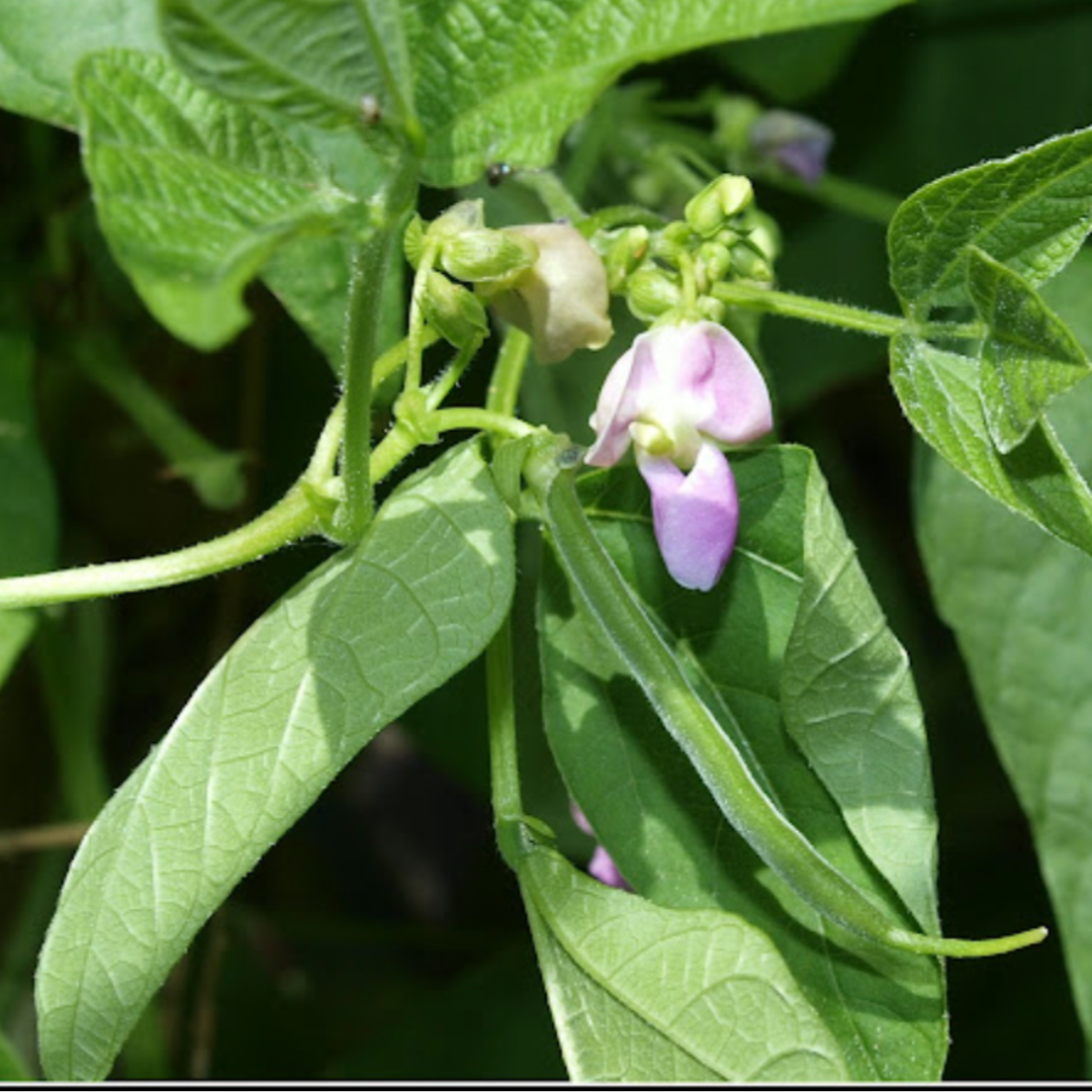 CLIMBING FRENCH BEAN SEEDS "COBRA"- 50 SEEDS