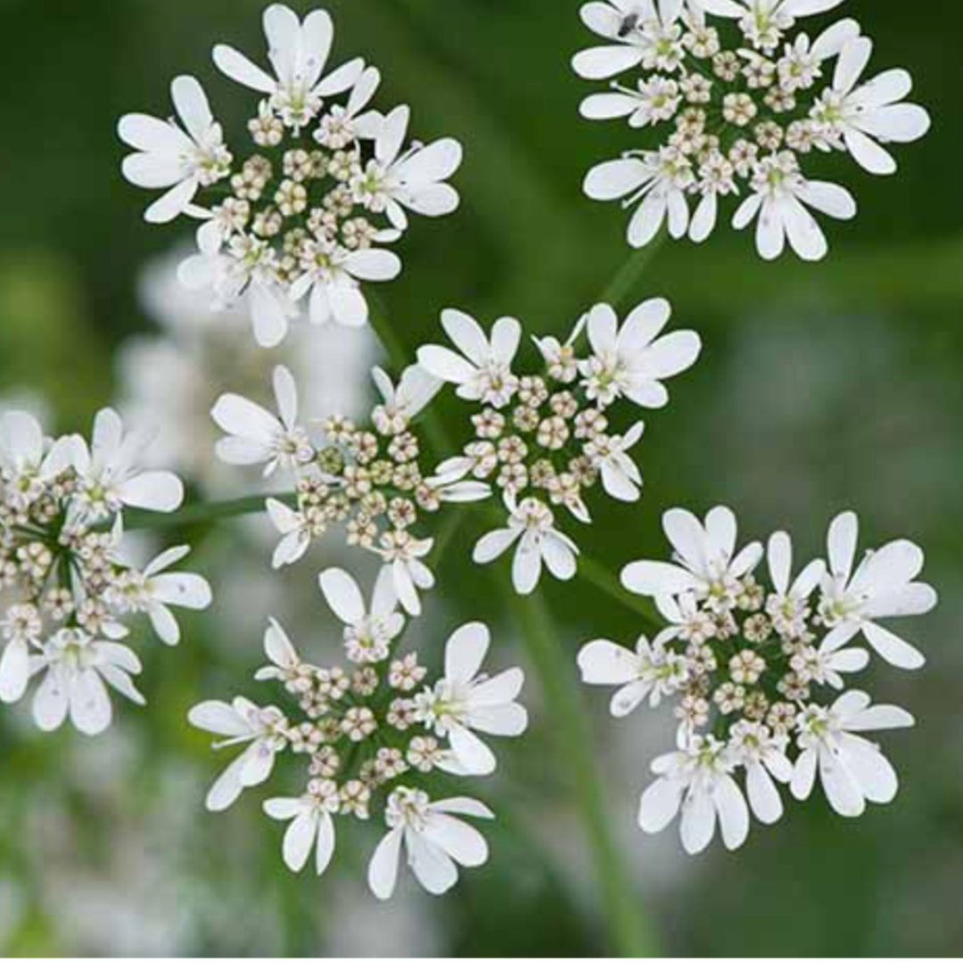 CORIANDER HERB SEED - 120 SEEDS