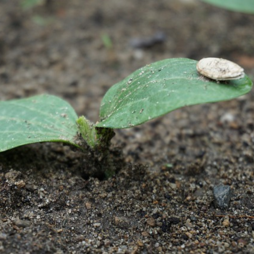 COURGETTE SEEDS - "BLACK BEAUTY DARK FOG" - 15 SEEDS