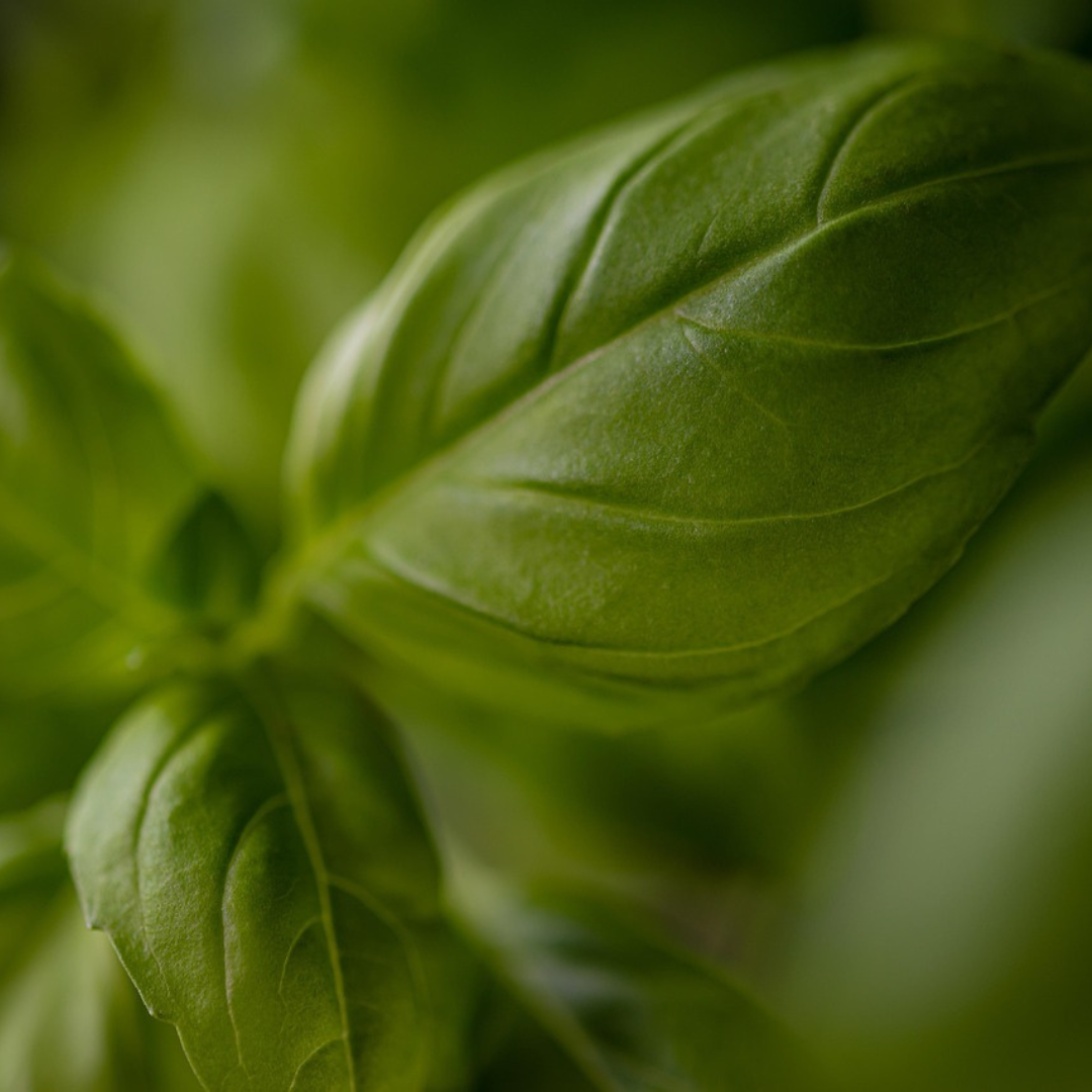 BASIL HERB SEEDS