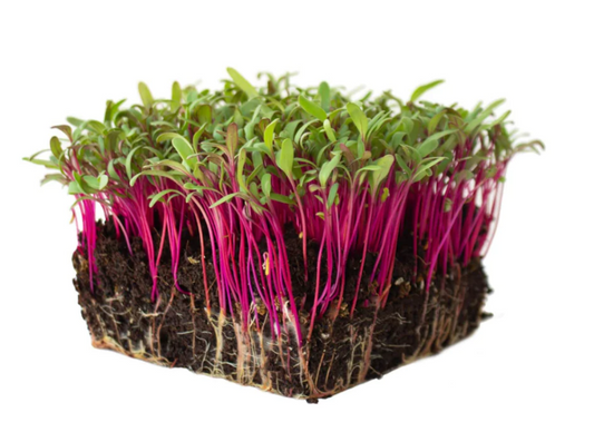 BEETROOT BOLTARDY- MICRO GREEN SEEDS