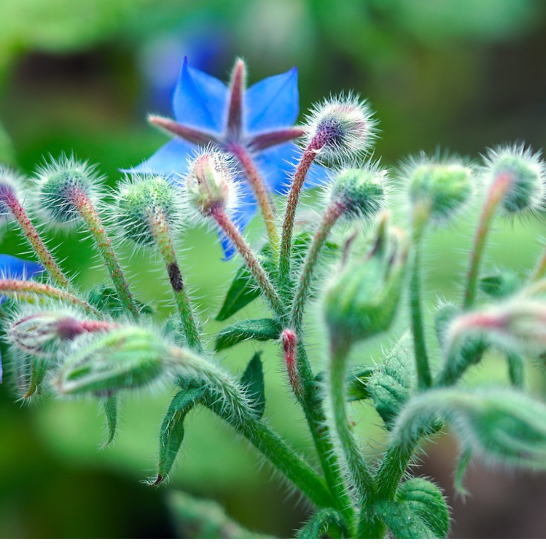 Borage herb seeds, blue borage flower, herb garden plant how to grow borage from seed, when to sow borage seed Uk