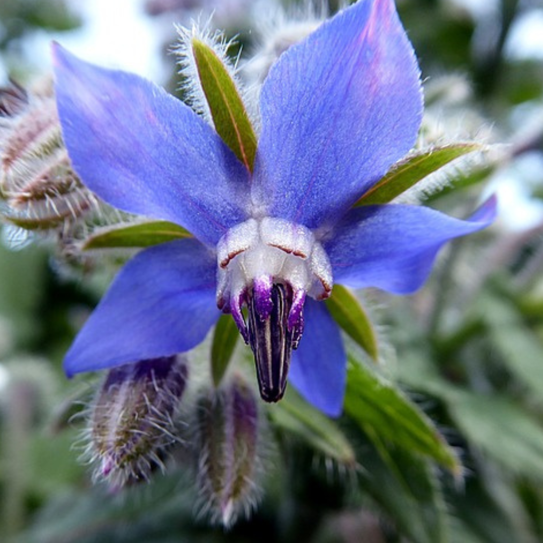 Organic borage seeds for UK gardens”
“Borage plant with blue star-shaped flowers attracting bees”
“Non-GMO borage seeds for pollinator-friendly garden”
“Borage herb growing in a UK vegetable garden”
“Borage flowers in full bloom, ideal for pollinators”
“Borage seeds packet, organic and sustainably sourced”
“Healthy borage plant with edible leaves and flowers”
“How to grow borage from seeds – step-by-step guide”
“UK-grown borage plant with vibrant blue flowers”
“Borage seeds for companion planting 