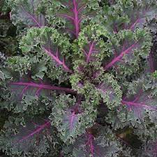 KALE SEED - "MIDNIGHT SUN" - 20 SEEDS