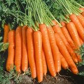 carrot seeds, how to grow carrot from seed, when to sow in the UK, vegetable garden staple, when to harvest carrot, 