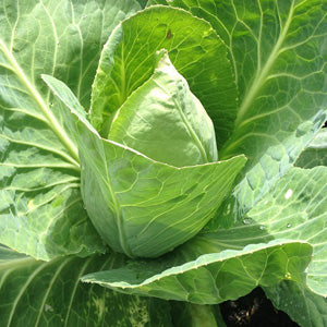 green cabbage, grow your own vegetable from seed, how to grow your own, allotment, garden seed, vegetable plants